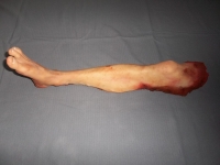 Severed Leg Prop Image