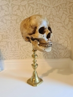 Human Skull on Brass Stand Image